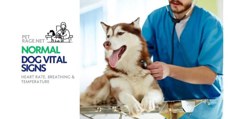 normal dog vital signs heart rate, breathing & temperature petrage