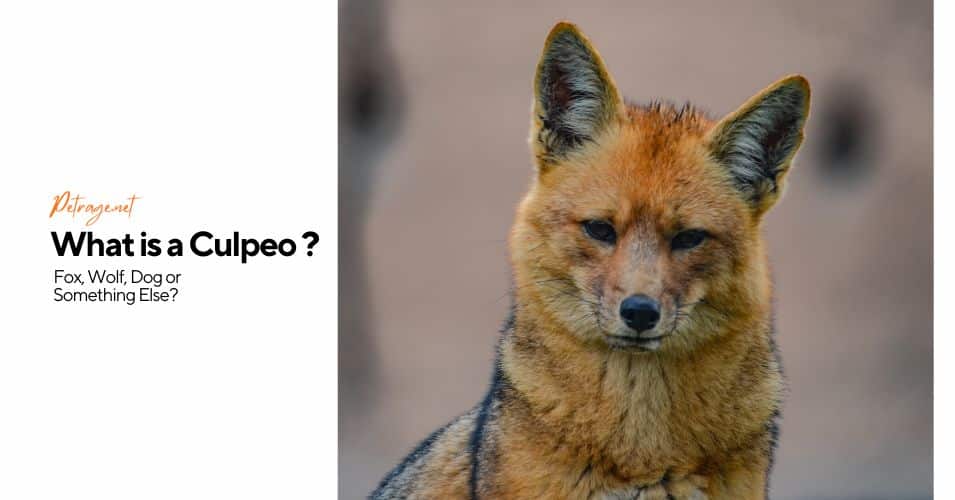 the culpeo meet the andean fox that's not a fox at all petrage