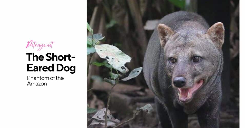 the phantom of the amazon meet the short eared dog petrage