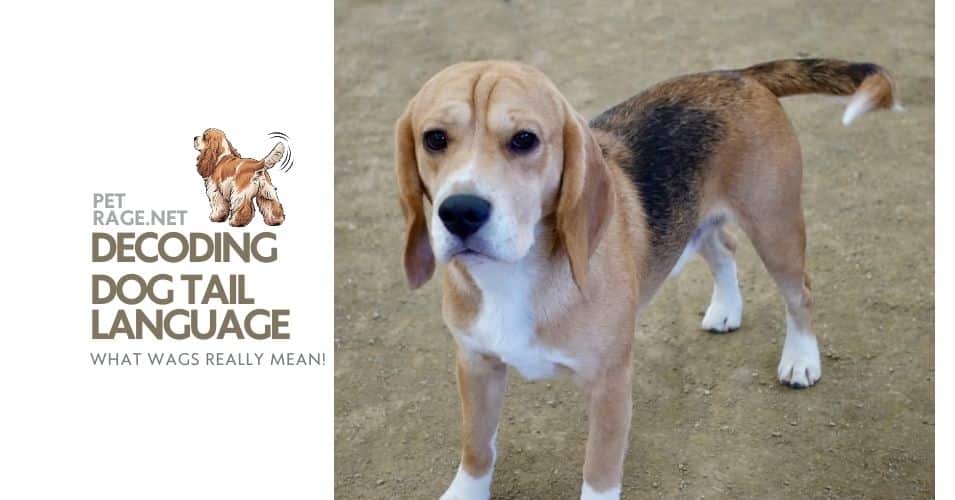 the secret language of tails decoding your dog’s true emotions petrage