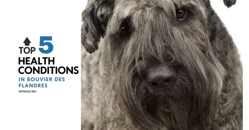 the top 5 health conditions in bouvier des flandres petrage