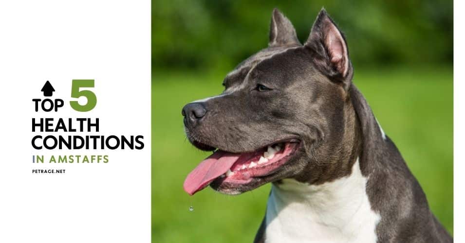the top 5 health conditions in american staffordshire terriers amstaffs petrage