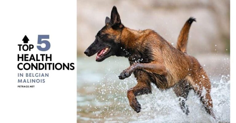 the top 5 health conditions in belgian malinois petrage