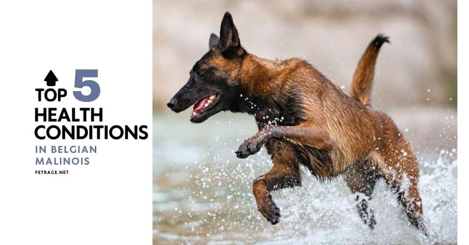 the top 5 health conditions in belgian malinois petrage