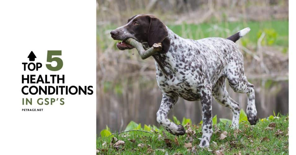 the top 5 health conditions in german shorthaired pointers gsp petrage
