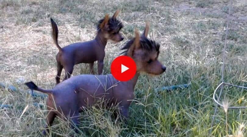 tiny teacup xoloitzcuintli hairless puppies video