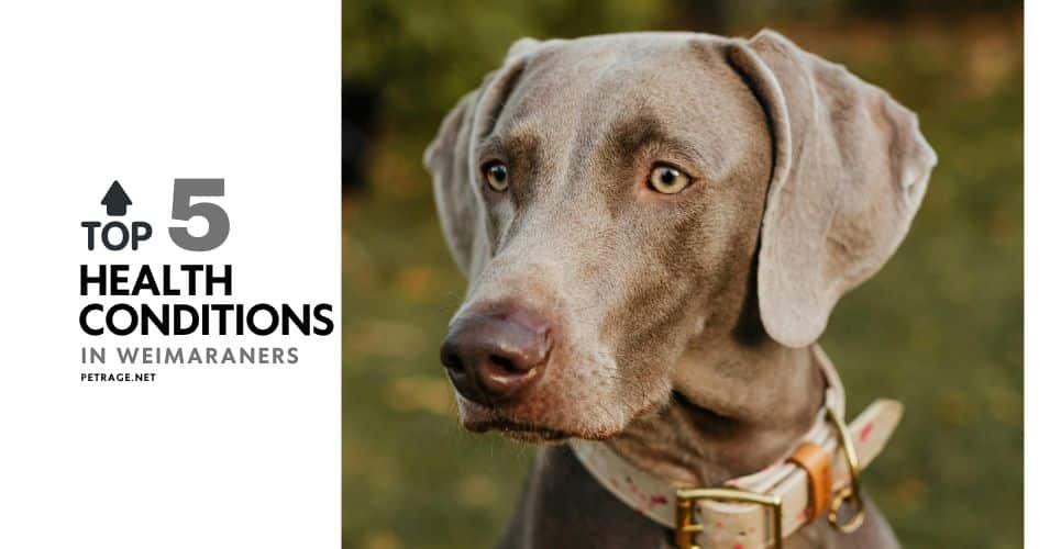 weimaraner health issues top 5 conditions & prevention guide petrage