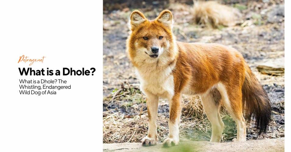 what is a dhole the whistling, endangered wild dog of asia petrage