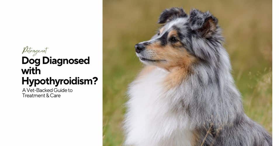 your dog has been diagnosed with hypothyroidism a science based guide to what’s next petrage