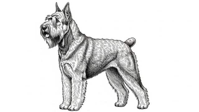 bouvier des flandres drawing topper