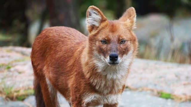 dhole topper (2)