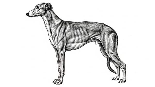 greyhound drawing topper