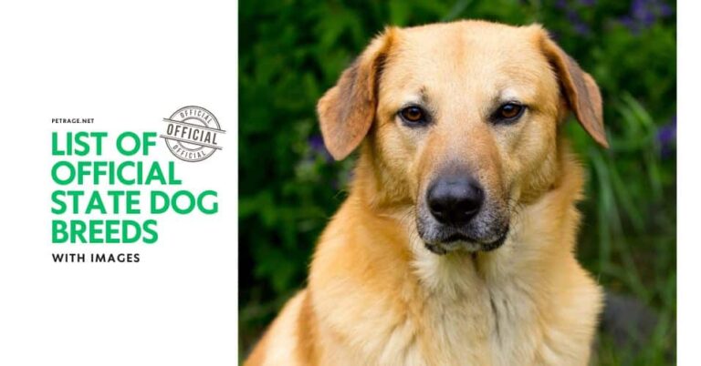 official list of official state dog breeds with images petrage
