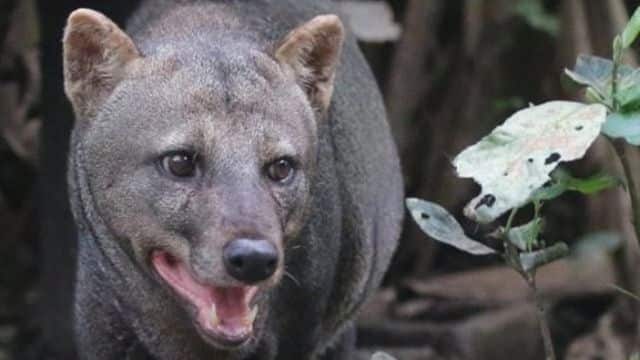 the short eared dog 2 topper