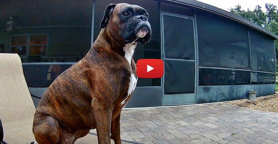 three boxer dogs before the thunderstorm video
