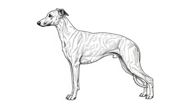 whippet dog topper image