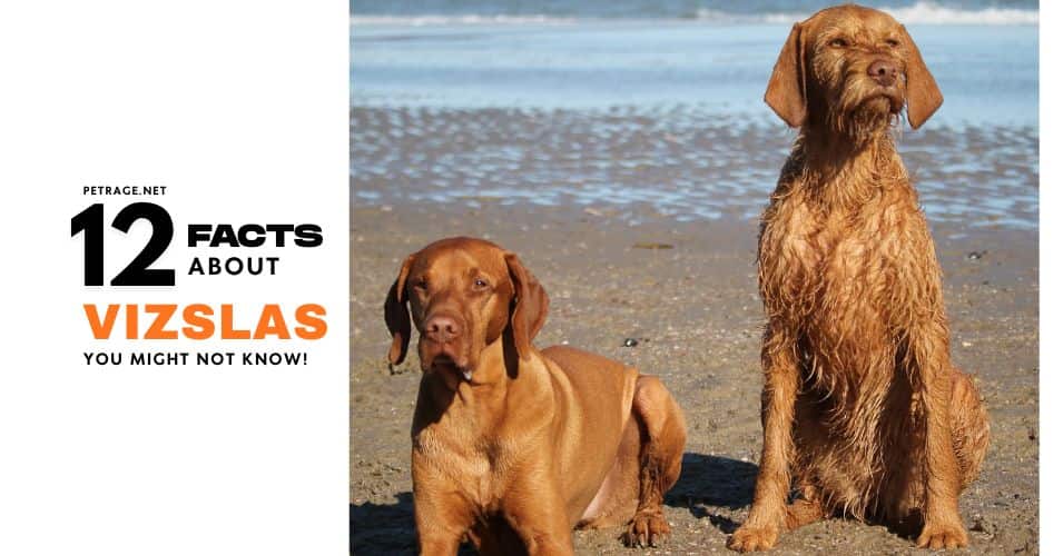 12 things you didn't know about vizslas petrage