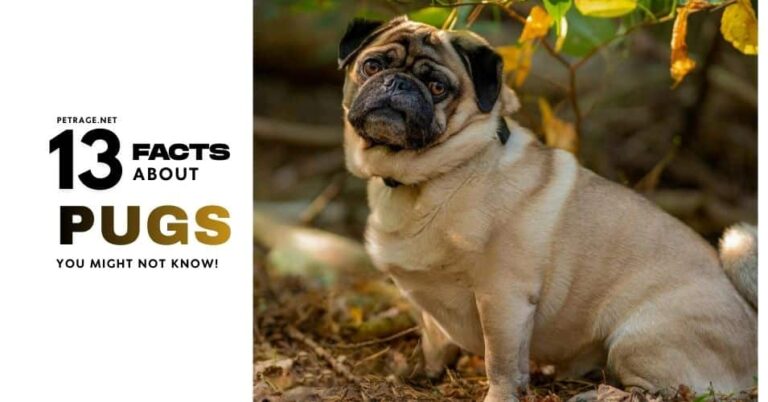 13 surprising pug facts petrage