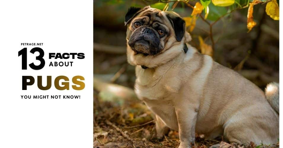 13 surprising pug facts petrage