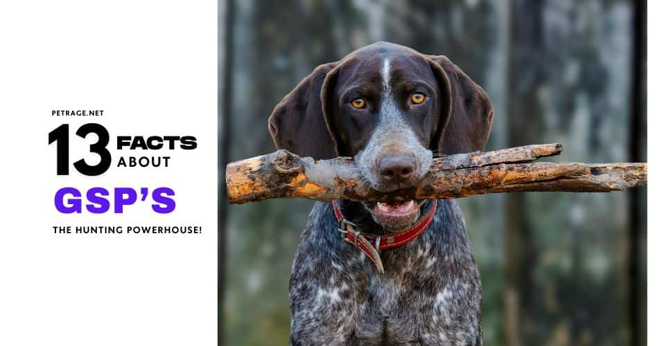 13 things you didn't know about german shorthaired pointers petrage