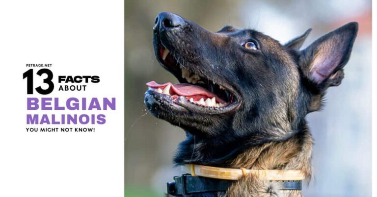 13 facts about belgian malinois petrage