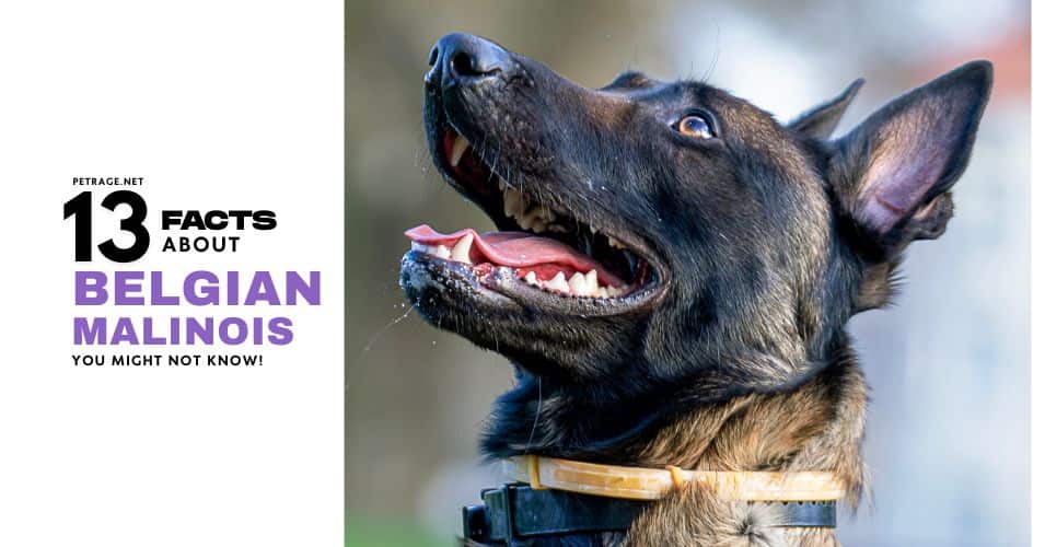 13 facts about belgian malinois petrage