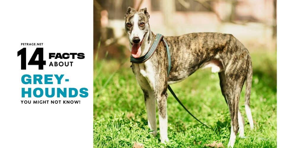 14 surprising greyhound facts petrage