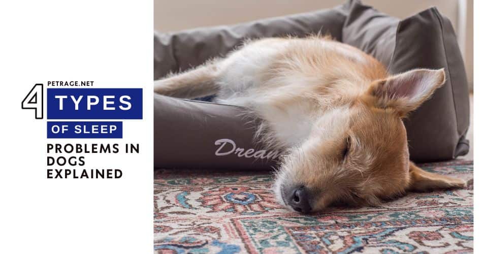 4 types of sleep problems in dogs explained petrage