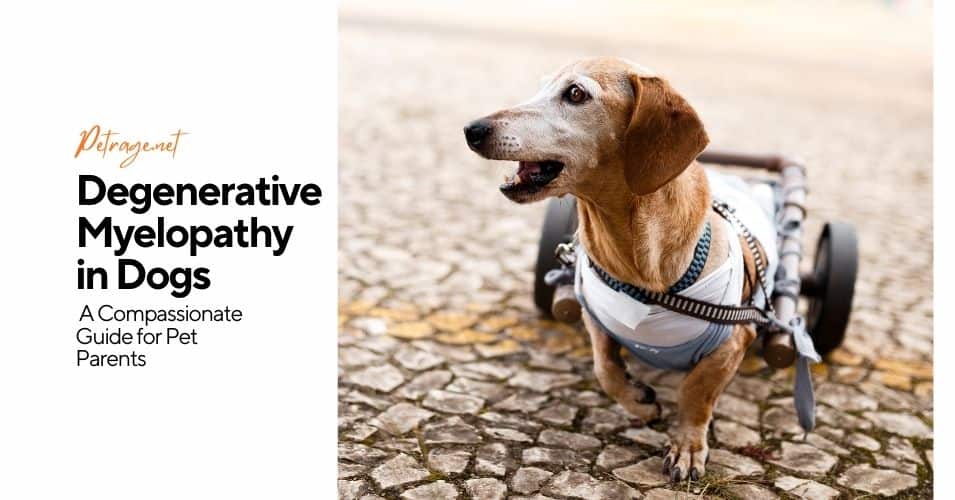 degenerative myelopathy in dogs a compassionate guide for pet parents petrage