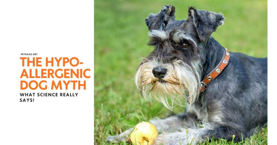 the hypoallergenic dog myth what science really says petrage