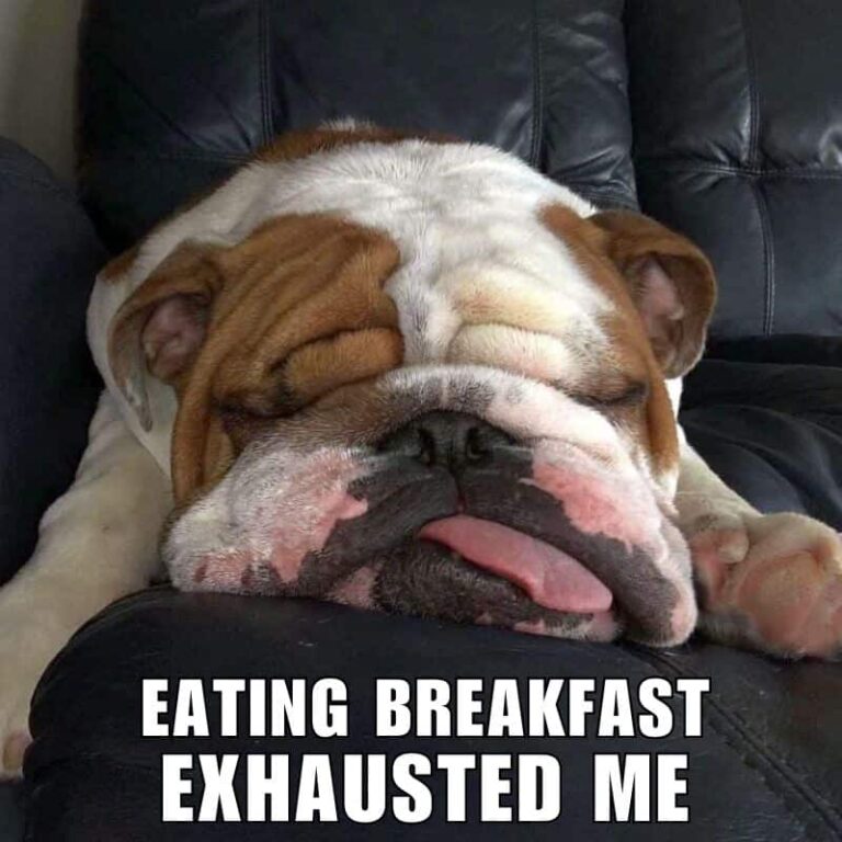 buddy the bulldog eating breakfast exhausted meme
