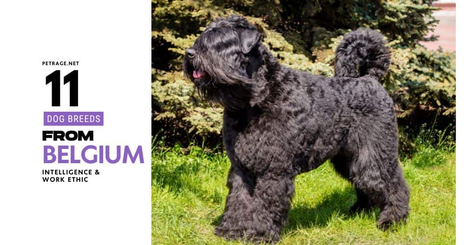 11 dog breeds from belgium a guide for dog lovers petrage