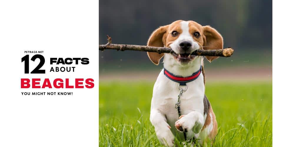 12 essential beagle facts you need to know petrage
