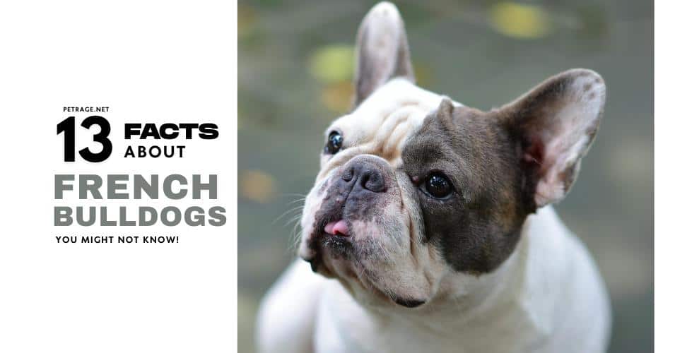 13 essential french bulldog facts you need to know petrage