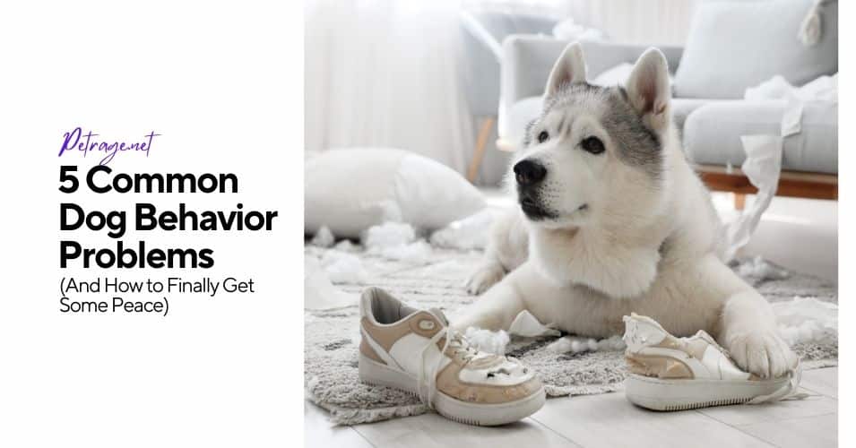 5 common dog behavior problems and how to finally get some peace petrage