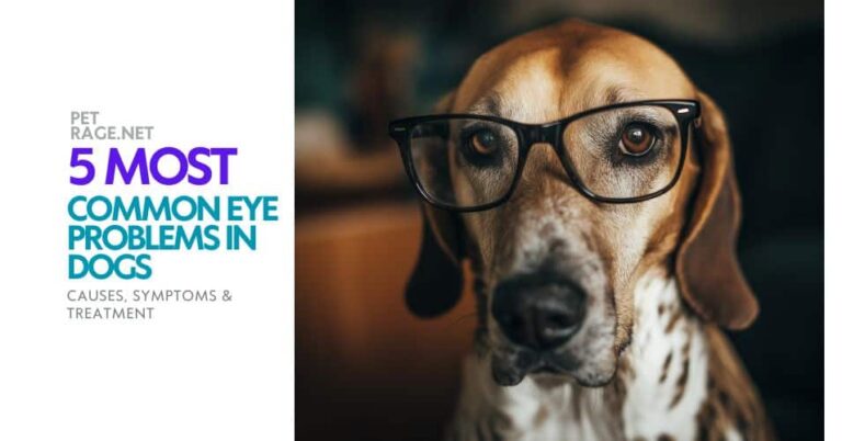 5 dog eye problems symptoms & treatment guide petrage