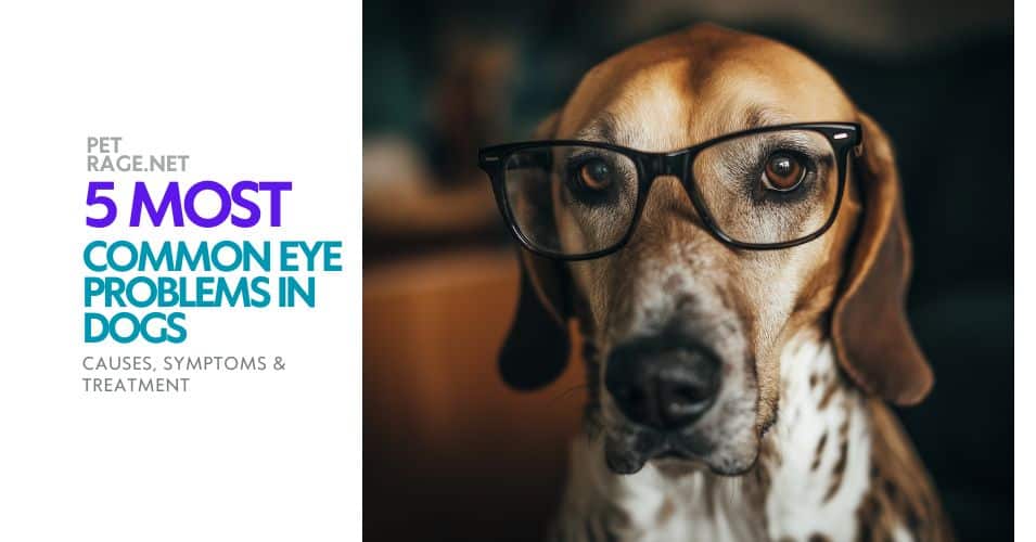 5 dog eye problems symptoms & treatment guide petrage