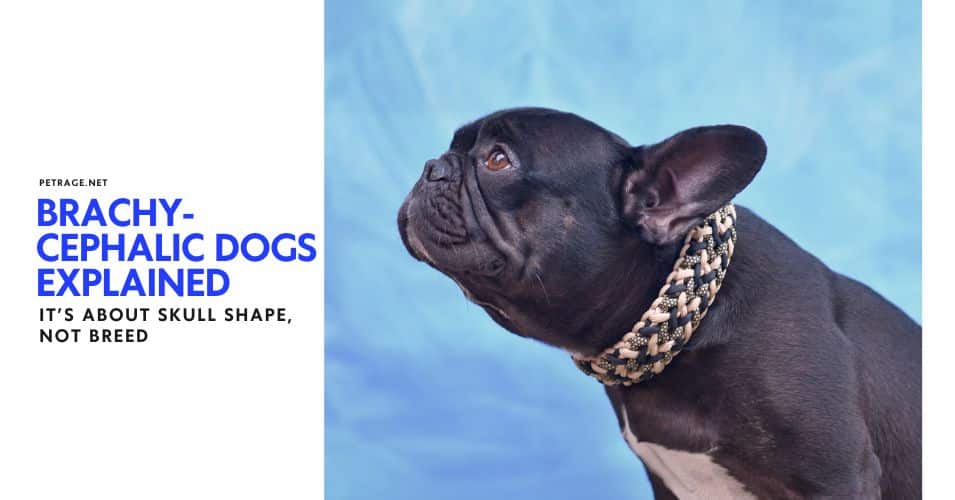 brachycephalic dogs explained it’s about skull shape, not breed petrage
