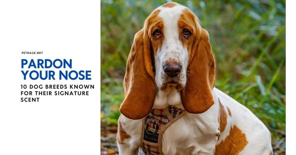 pardon your nose 10 dog breeds known for their signature scent petrage