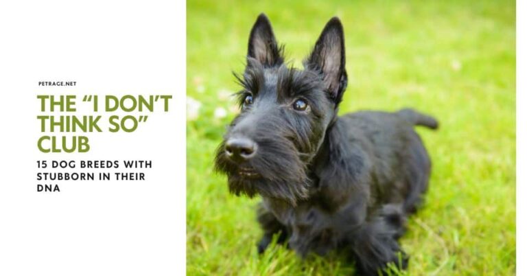  the “i don’t think so” club 15 dog breeds with stubborn in their dna petrage