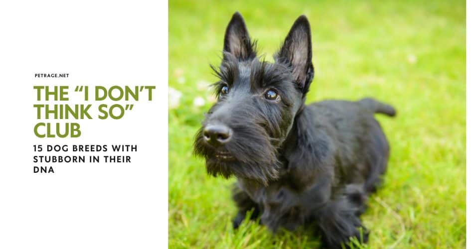 the “i don’t think so” club 15 dog breeds with stubborn in their dna petrage