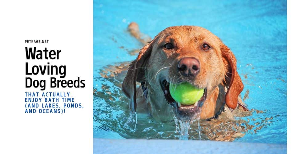11 water loving dog breeds that actually enjoy bath time and lakes ponds and oceans petrage