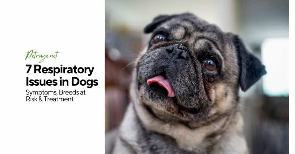 7 respiratory issues in dogs symptoms, breeds at risk & treatment petrage