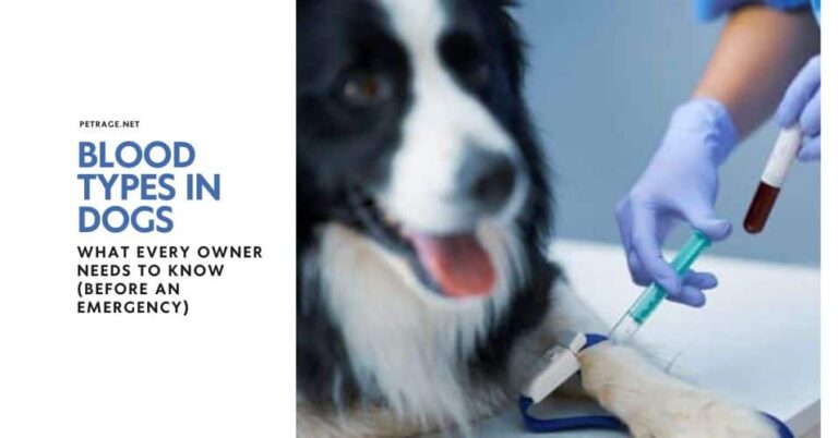 blood types in dogs what every owner needs to know before an emergency petrage
