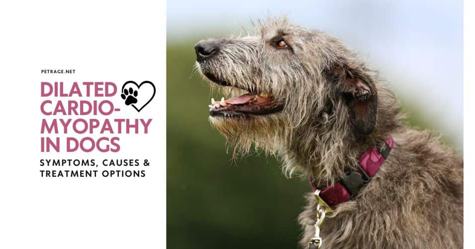 dilated cardiomyopathy in dogs symptoms, causes & treatment options petrage