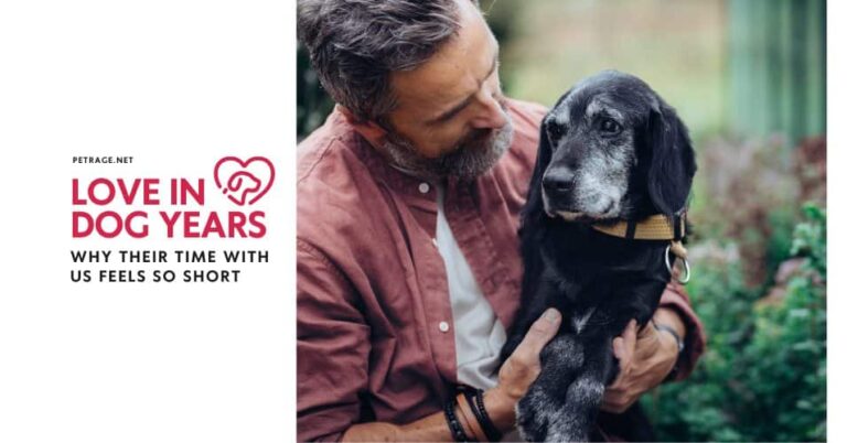 love in dog years why their time with us feels so short petrage