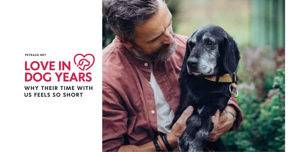 love in dog years why their time with us feels so short petrage