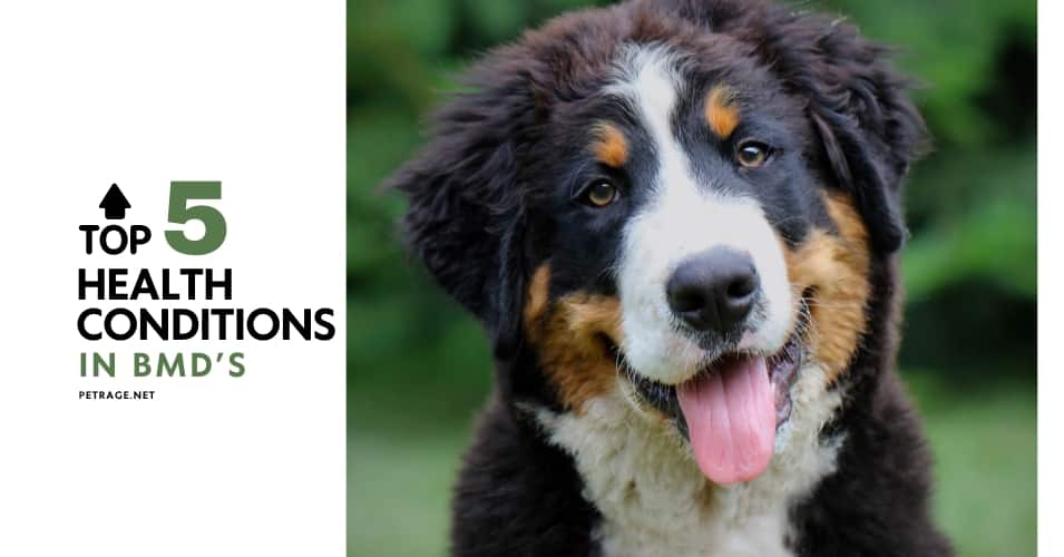 loving a berner the 5 health risks every owner should understand petrage (1)