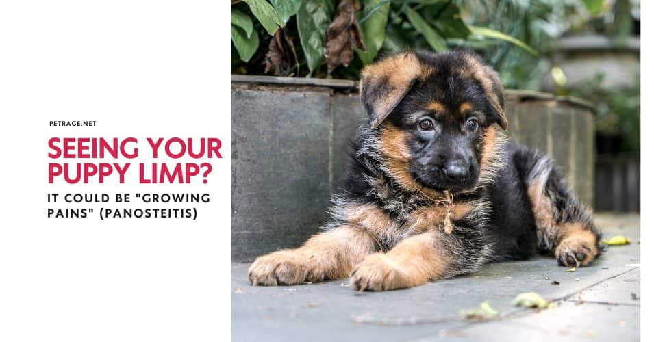 seeing your puppy limp it could be growing pains panosteitis petrage
