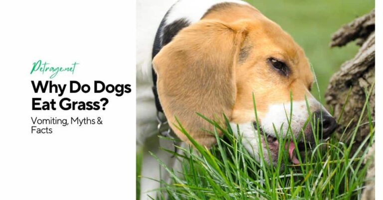 why do dogs eat grass vomiting, myths & facts petrage